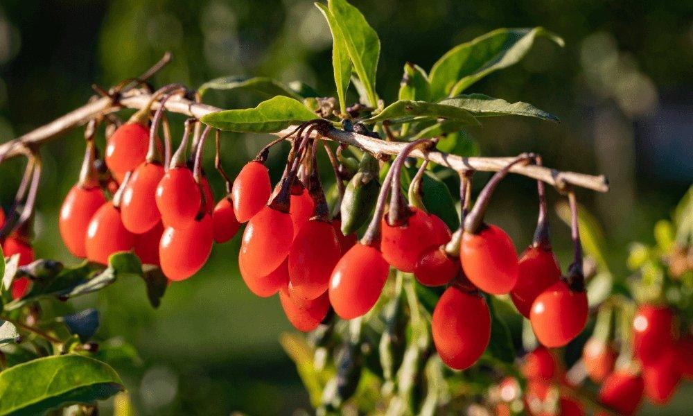 Botanical Beauty: Our Top 10 Natural Skincare Ingredients For Glowing Skin - Blue Haven Holistics