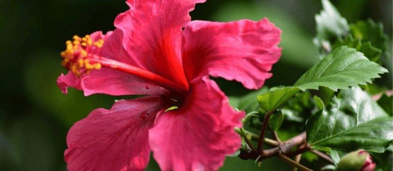 Skin Benefits of Hibiscus Flower: Mother Nature's Botox - Blue Haven Holistics
