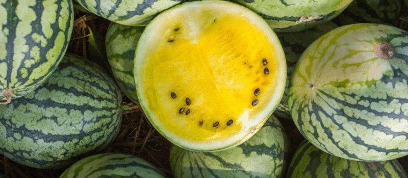 Skin Benefits of Kalahari Melon Oil - Blue Haven Holistics