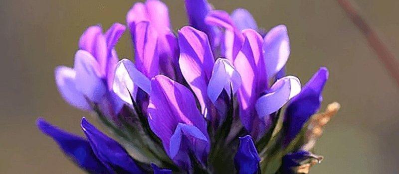 What is Bakuchiol: The Natural Retinol Alternative - Blue Haven Holistics